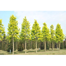 Метасеквоя гліптостробусова ’Голд Раш’|Metasequoia glyptostroboides ’Gold Rush’|Метасеквойя глиптостробусовая ’Голд Раш’