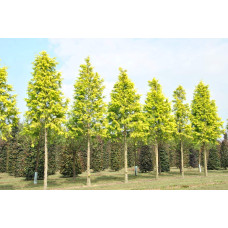 Метасеквоя гліптостробусова ’Голд Раш’|Metasequoia glyptostroboides ’Gold Rush’|Метасеквойя глиптостробусовая ’Голд Раш’