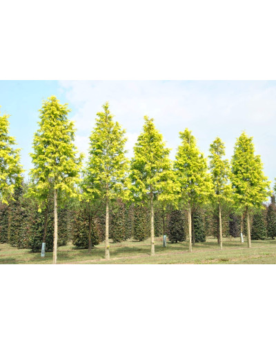 Метасеквоя гліптостробусова ’Голд Раш’|Metasequoia glyptostroboides ’Gold Rush’|Метасеквойя глиптостробусовая ’Голд Раш’