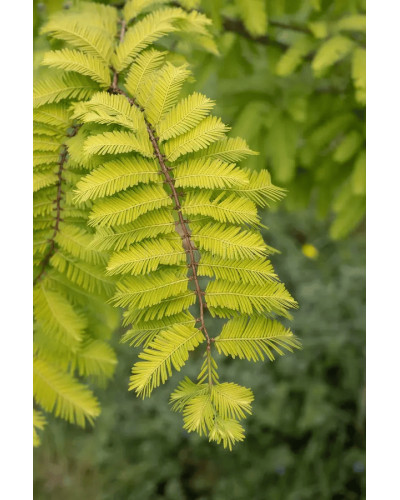 Метасеквоя гліптостробусова ’Голд Раш’|Metasequoia glyptostroboides ’Gold Rush’|Метасеквойя глиптостробусовая ’Голд Раш’