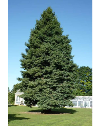 Секвоя вічнозелена | Sequoia sempervirens | Секвойя вечнозелёная