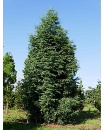 Секвоя вічнозелена | Sequoia sempervirens | Секвойя вечнозелёная