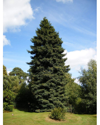 Секвоя вічнозелена | Sequoia sempervirens | Секвойя вечнозелёная