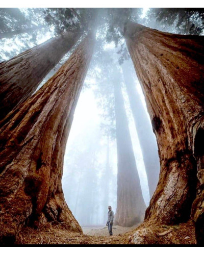 Секвоя вічнозелена | Sequoia sempervirens | Секвойя вечнозелёная