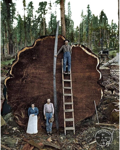 Секвоя вічнозелена | Sequoia sempervirens | Секвойя вечнозелёная
