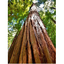 Секвоя вічнозелена | Sequoia sempervirens | Секвойя вечнозелёная