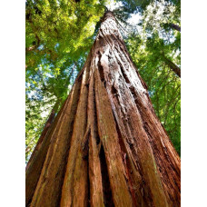 Секвоя вічнозелена | Sequoia sempervirens | Секвойя вечнозелёная
