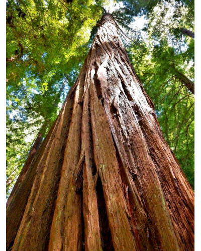Секвоя вічнозелена | Sequoia sempervirens | Секвойя вечнозелёная