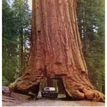 Секвоя вічнозелена | Sequoia sempervirens | Секвойя вечнозелёная