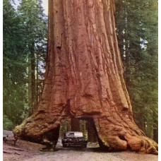 Секвоя вічнозелена | Sequoia sempervirens | Секвойя вечнозелёная