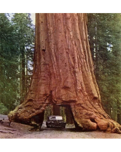 Секвоя вічнозелена | Sequoia sempervirens | Секвойя вечнозелёная