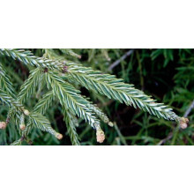 Секвоя вічнозелена | Sequoia sempervirens | Секвойя вечнозелёная