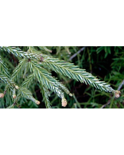Секвоя вічнозелена | Sequoia sempervirens | Секвойя вечнозелёная