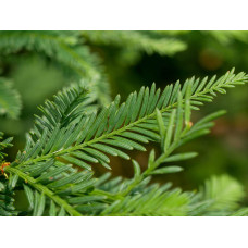 Секвоя вічнозелена | Sequoia sempervirens | Секвойя вечнозелёная