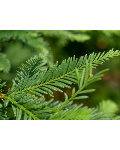 Секвоя вічнозелена | Sequoia sempervirens | Секвойя вечнозелёная