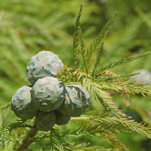 Секвоя вічнозелена | Sequoia sempervirens | Секвойя вечнозелёная