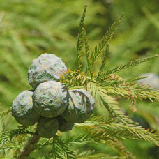 Секвоя вічнозелена | Sequoia sempervirens | Секвойя вечнозелёная