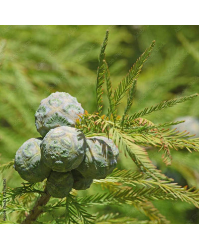 Секвоя вічнозелена | Sequoia sempervirens | Секвойя вечнозелёная