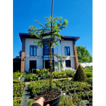 Секвоя вічнозелена | Sequoia sempervirens | Секвойя вечнозелёная