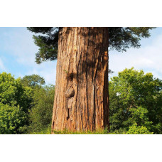 Секвоя вічнозелена | Sequoia sempervirens | Секвойя вечнозелёная