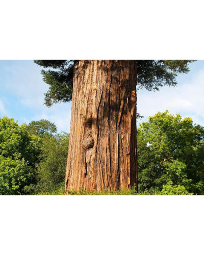 Секвоя вічнозелена | Sequoia sempervirens | Секвойя вечнозелёная