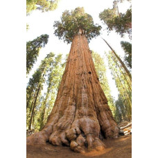Секвоядендрон гігантський | Sequoiadendron giganteum | Секвойядендрон гигантский