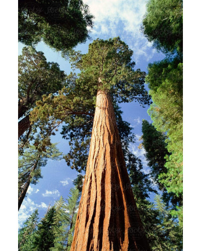 Секвоядендрон гігантський | Sequoiadendron giganteum | Секвойядендрон гигантский