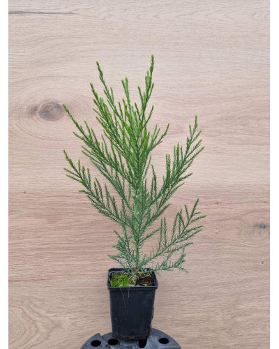 Секвоядендрон гігантський | Sequoiadendron giganteum | Секвойядендрон гигантский