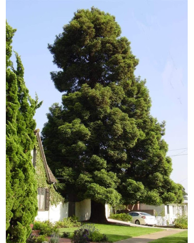 Секвоядендрон гігантський | Sequoiadendron giganteum | Секвойядендрон гигантский