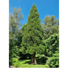 Секвоядендрон гігантський | Sequoiadendron giganteum | Секвойядендрон гигантский