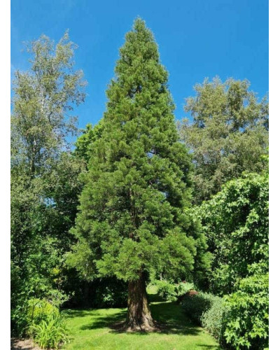 Секвоядендрон гігантський | Sequoiadendron giganteum | Секвойядендрон гигантский