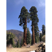 Секвоядендрон гігантський | Sequoiadendron giganteum | Секвойядендрон гигантский