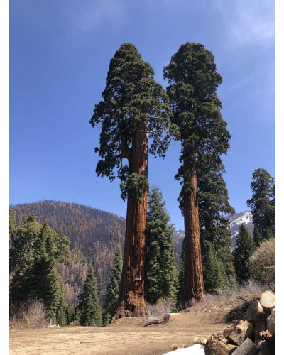 Секвоядендрон гігантський | Sequoiadendron giganteum | Секвойядендрон гигантский
