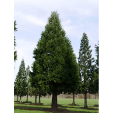 Секвоядендрон гігантський | Sequoiadendron giganteum | Секвойядендрон гигантский
