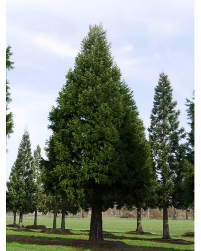 Секвоядендрон гігантський | Sequoiadendron giganteum | Секвойядендрон гигантский