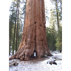 Секвоядендрон гігантський | Sequoiadendron giganteum | Секвойядендрон гигантский