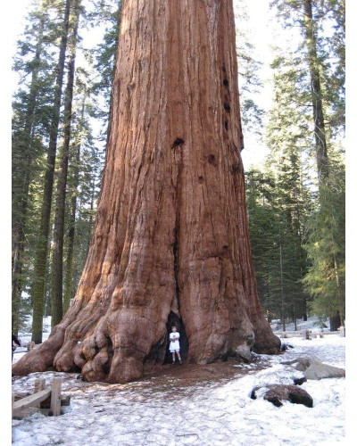 Секвоядендрон гігантський | Sequoiadendron giganteum | Секвойядендрон гигантский