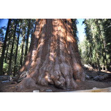 Секвоядендрон гігантський | Sequoiadendron giganteum | Секвойядендрон гигантский