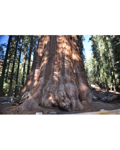 Секвоядендрон гігантський | Sequoiadendron giganteum | Секвойядендрон гигантский
