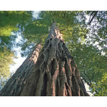 Секвоядендрон гігантський | Sequoiadendron giganteum | Секвойядендрон гигантский