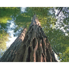 Секвоядендрон гігантський | Sequoiadendron giganteum | Секвойядендрон гигантский