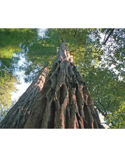 Секвоядендрон гігантський | Sequoiadendron giganteum | Секвойядендрон гигантский