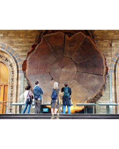 Секвоядендрон гігантський | Sequoiadendron giganteum | Секвойядендрон гигантский