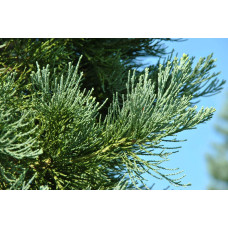 Секвоядендрон гігантський | Sequoiadendron giganteum | Секвойядендрон гигантский