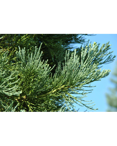 Секвоядендрон гігантський | Sequoiadendron giganteum | Секвойядендрон гигантский