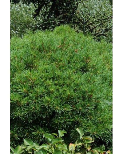 Сосна веймутова Блю Шаг / Сосна Блю Шаг | Pinus strobus Blue Shag | Сосна веймутова Блю Шаг / Сосна Блю Шаг