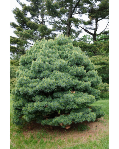 Сосна веймутова Блю Шаг / Сосна Блю Шаг | Pinus strobus Blue Shag | Сосна веймутова Блю Шаг / Сосна Блю Шаг