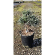 Сосна веймутова Блю Шаг / Сосна Блю Шаг | Pinus strobus Blue Shag | Сосна веймутова Блю Шаг / Сосна Блю Шаг