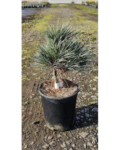 Сосна веймутова Блю Шаг / Сосна Блю Шаг | Pinus strobus Blue Shag | Сосна веймутова Блю Шаг / Сосна Блю Шаг