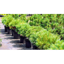Сосна веймутова Блю Шаг / Сосна Блю Шаг | Pinus strobus Blue Shag | Сосна веймутова Блю Шаг / Сосна Блю Шаг